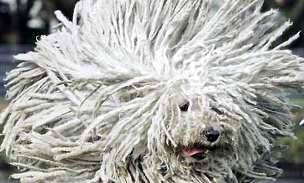 可蒙犬生產后惡露多久排干凈