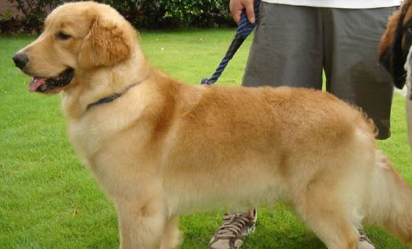 狗狗絕育后為什么要咬人