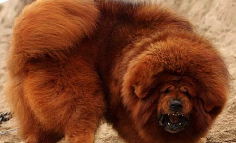 藏獒會(huì)吃主人嗎