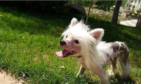 冠毛犬狗狗為什么沒人養