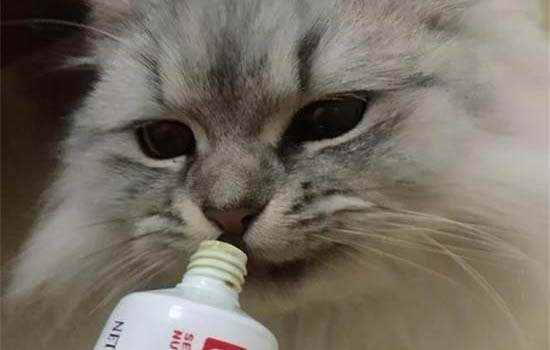 貓咪對眼的原因