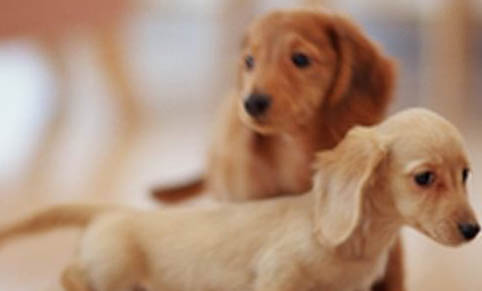 短毛臘腸犬多少錢一只