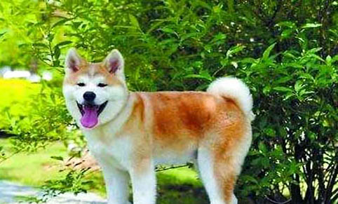 如何區分秋田犬和柴犬