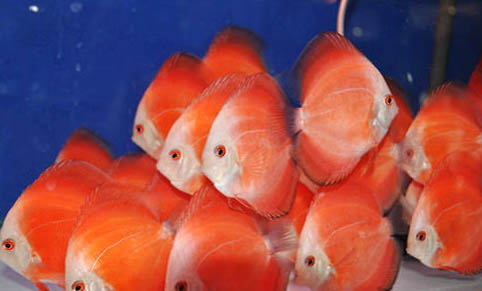 孔雀魚要打氧嗎