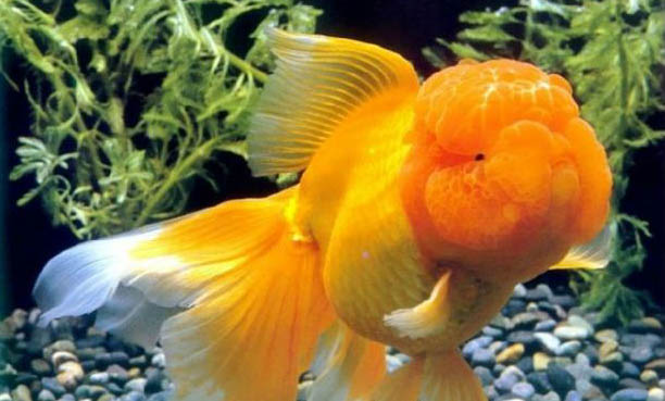 夏天家庭養魚怎么樣避暑啊