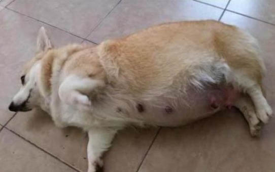 狗狗能吃青菜嗎？
