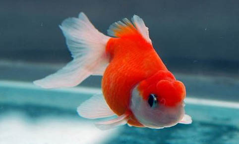 金魚還能和什么魚一起養(yǎng)