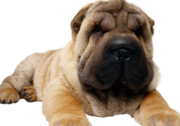 中國沙皮犬細小是什么原因引起的