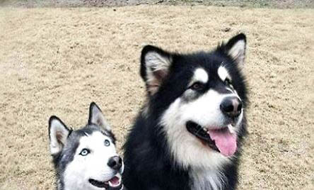 阿拉斯加犬能長多大?