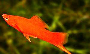 彩裙為什么不吃魚糧