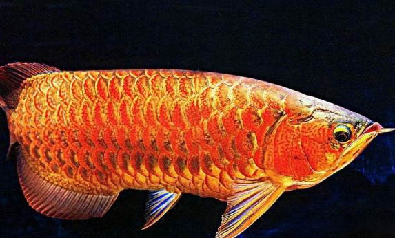 龍魚掉眼能恢復(fù)嗎?