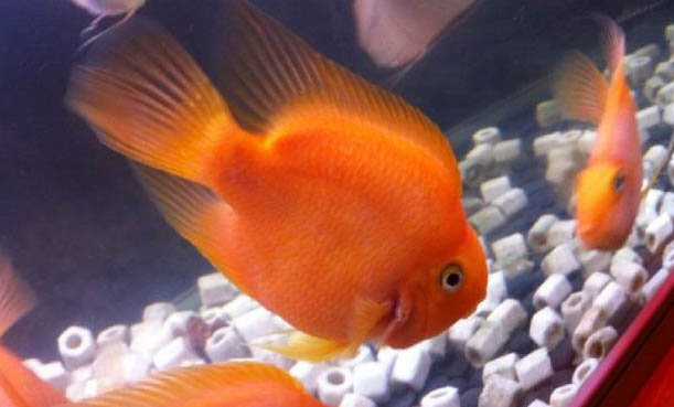 十條鸚鵡魚一天喂多少粒