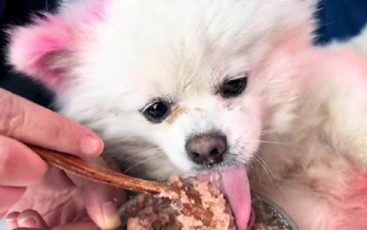 為什么主人不在家狗不吃東西