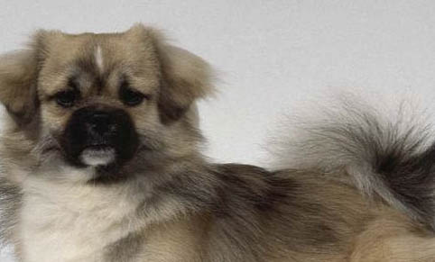 細小死了再養狗注意事