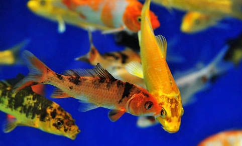2.5號子線可以釣多大魚