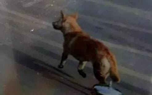 狗狗低燒有哪些癥狀