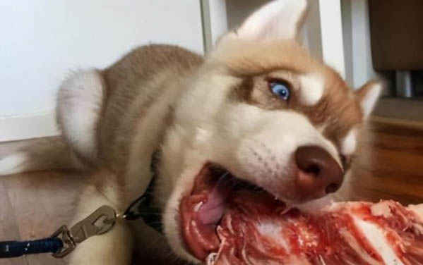 比格犬是哪個國家的犬種
