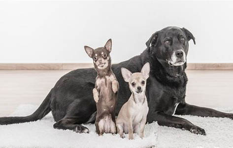 小鹿犬和吉娃娃區別有哪些?小鹿犬和吉娃娃哪個好?