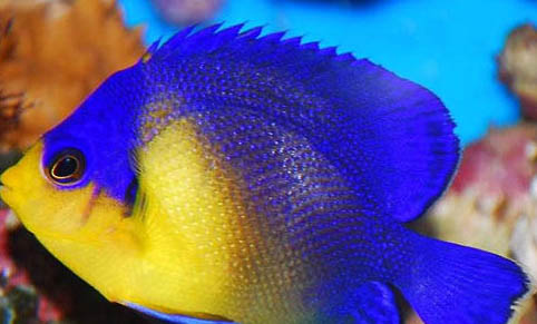最不值錢的七彩神仙魚