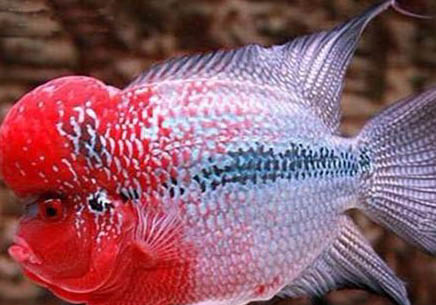 羅漢魚(yú)如何才能保養(yǎng)顏色更鮮艷?
