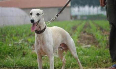 比特犬和惡霸犬有什么區(qū)別