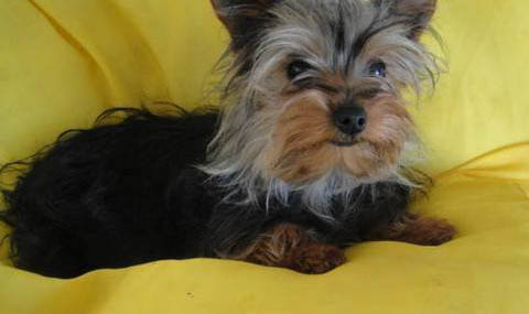 約克夏和雪納瑞的區別