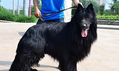 安納托利亞牧羊犬為何流眼淚眼屎多?如何處理以及注意事項?