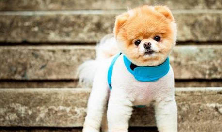 博美犬和狐貍狗的區別