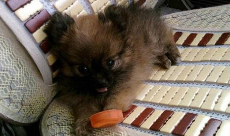 博美犬需要補鈣嗎