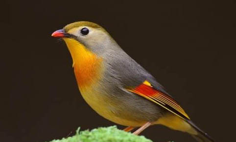 相思鳥幼鳥多久會叫