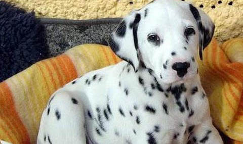 斑點犬為什么沒人養了