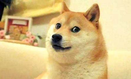 柴犬為什么貴