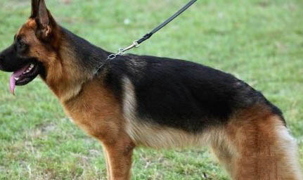 什么狗適合做治愈犬