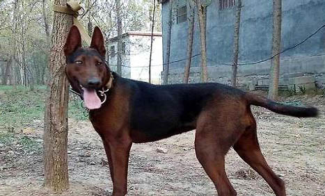 蘇聯(lián)紅犬怎么看純不純?