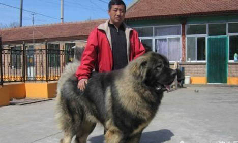 狗狗老是叫擾民怎么辦