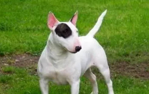 獵狐梗犬具體有哪些分類