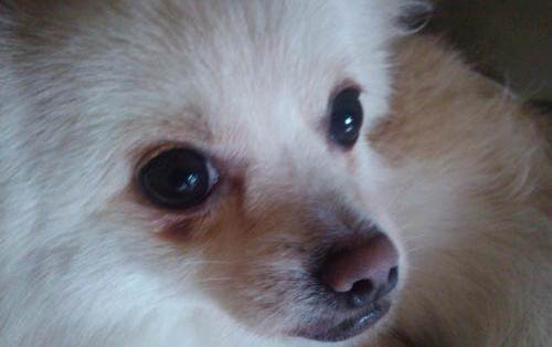 如何判斷狗狗挑釁 注意觀察毛發