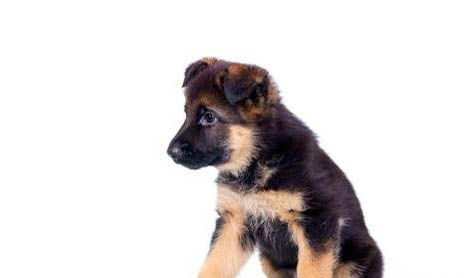 冰島牧羊犬機靈嗎