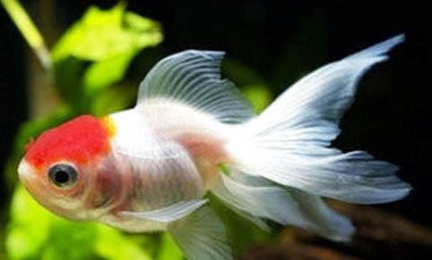 金魚炸鱗怎么治療?