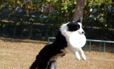 狗能吃葡萄么？