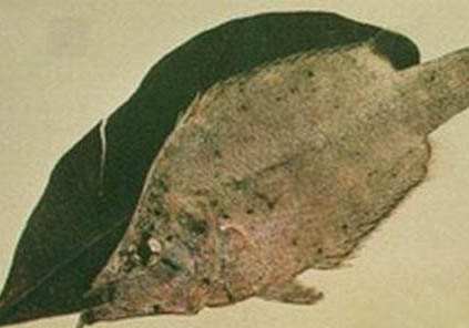 養蘭壽金魚不用過濾可以嗎
