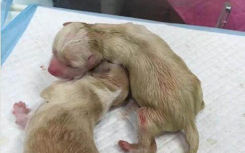 小狗拉肚子吃什么食物