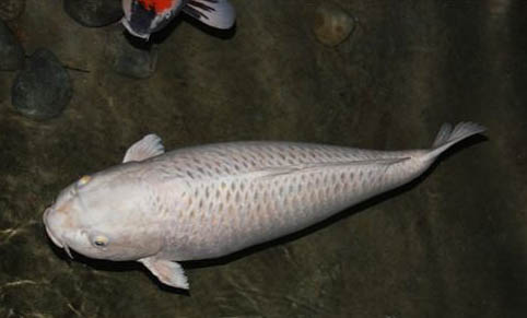 冷水觀賞魚(yú)有哪些品種呢?