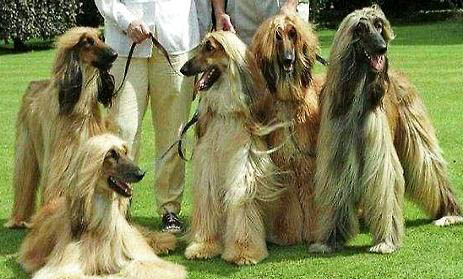 阿富汗獵犬老流眼淚怎么回事