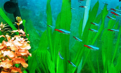 硝化菌放在魚(yú)缸的哪里