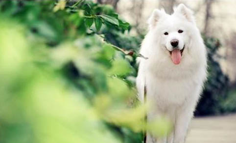 狗狗肺炎怎么治療最快