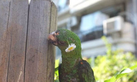 玄鳳鸚鵡不吃東西怎么辦?
