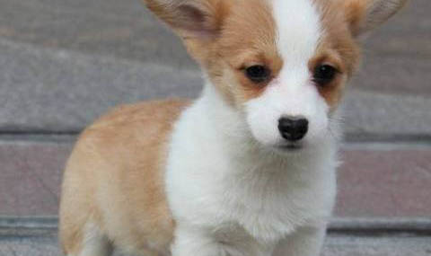 茶杯犬和柯基犬哪個好
