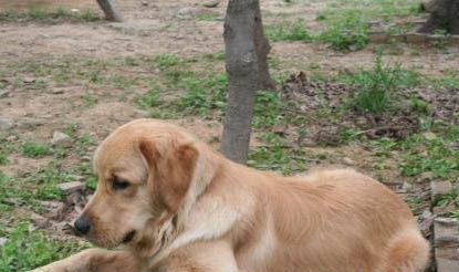 狗狗犬瘟多久發病