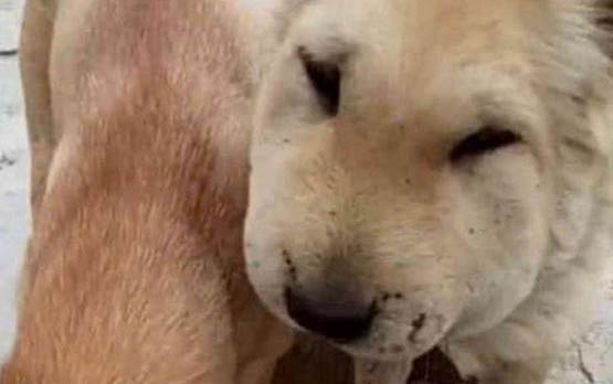 狗狗吃完骨頭會嘔吐怎么回事?